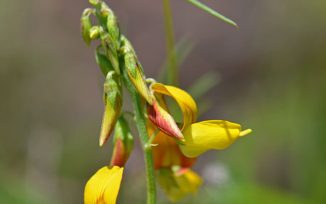 Low Rattlebox blooms from August to October in its western range and from January to September in Texas. It prefers elevations from 4,000 to 6,000 feet (1,219 - 1,829 m). 
Crotalaria pumila, Southwest Desert Flora
